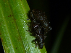 Catoptes censorius