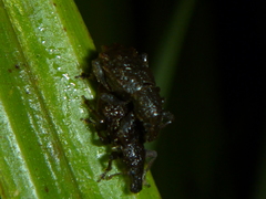 Catoptes censorius