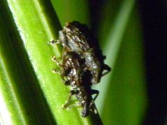 Catoptes censorius