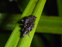 Catoptes censorius