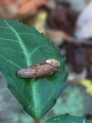Ponana
