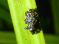 Catoptes censorius