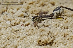 Phanogomphus cavillaris