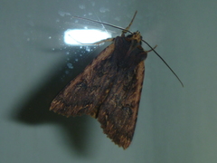 Meterana alcyone
