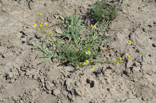 German Chamomile
