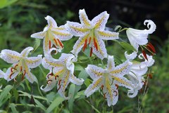 Lilium auratum