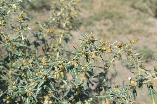 spiny cocklebur
