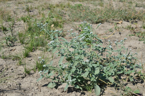 European heliotrope