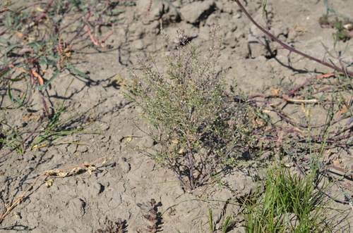 Narrow-leaved Pepperwort