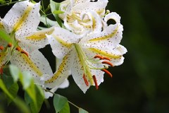 Lilium auratum
