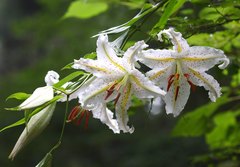 Lilium auratum