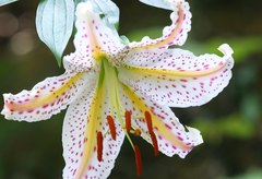 Lilium auratum