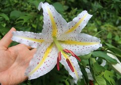 Lilium auratum