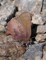 Callophrys augustinus iroides