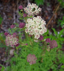 Cnidium cnidiifolium