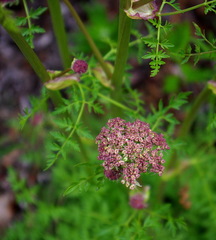 Cnidium cnidiifolium