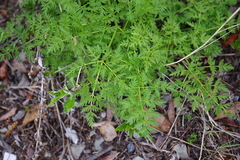 Cnidium cnidiifolium