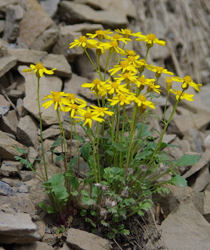 northern groundsel (Packera hyperborealis)