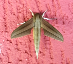 Xylophanes loelia