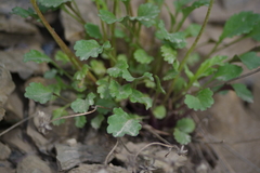 Packera hyperborealis