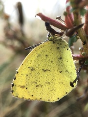 Eurema mandarina