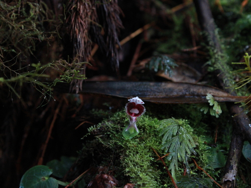 Corybas carinatus observed 2025-07-15