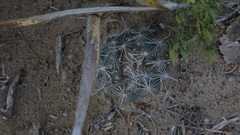 Coryphantha