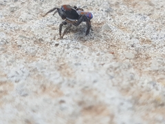 Maratus amabilis