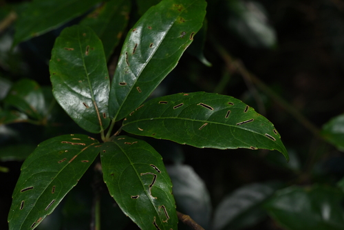 Tetrastigma planicaule observed 2025-08-12
