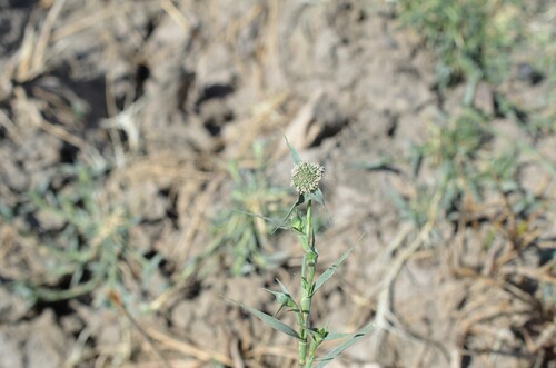 Sharp-leaved Grass