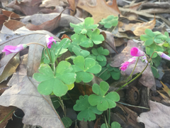 Oxalis