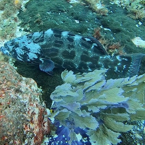 Black Grouper