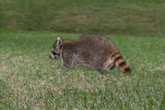 Procyon lotor