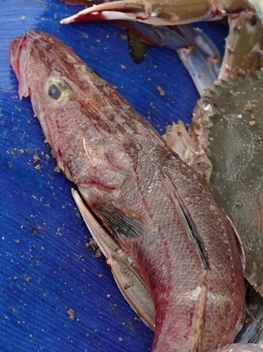 Flathead (Grammoplites scaber) — Platycephalidae