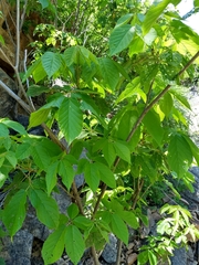 Handroanthus impetiginosus