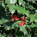 European Holly - Photo (c) bjstruecker, some rights reserved (CC BY-NC)