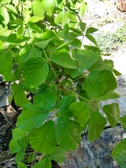 Handroanthus impetiginosus