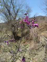 Lonchocarpus hermannii