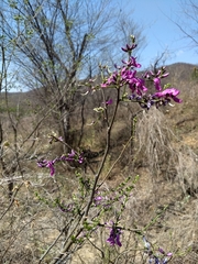 Lonchocarpus hermannii