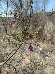 Lonchocarpus hermannii