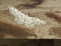 Glena unipennaria