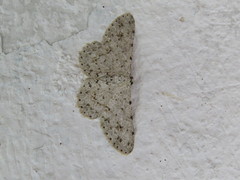 Glena unipennaria