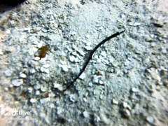 Syngnathidae