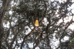 Trichonephila clavipes image