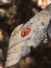 Strigamia bothriopus