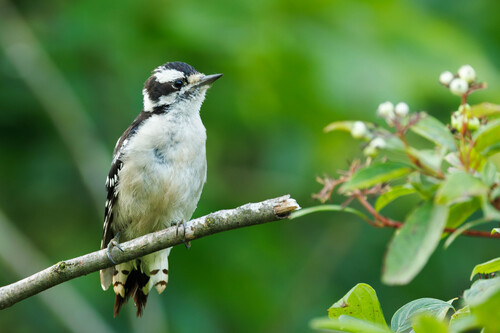 Downy Woodpecker