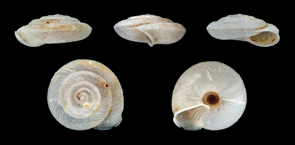 Caracollina lenticula