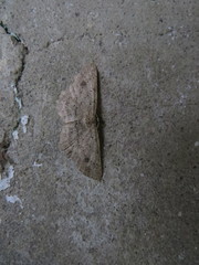 Idaea bacalladoi