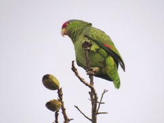 Amazona finschi × viridigenalis