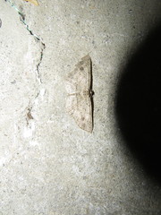 Idaea bacalladoi